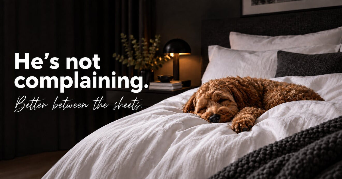 He’s not complaining. Better between the sheets. A sleeping dog on crisp Linen and Co bedding.
